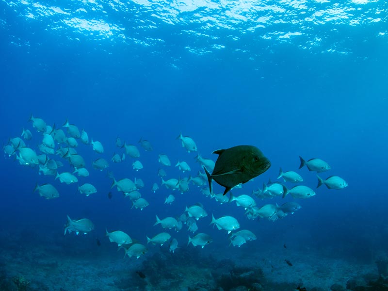 Foto von Leonardo Lamas: https://www.pexels.com/de-de/foto/tier-unterwasser-tierfotografie-fischschwarm-7001659/