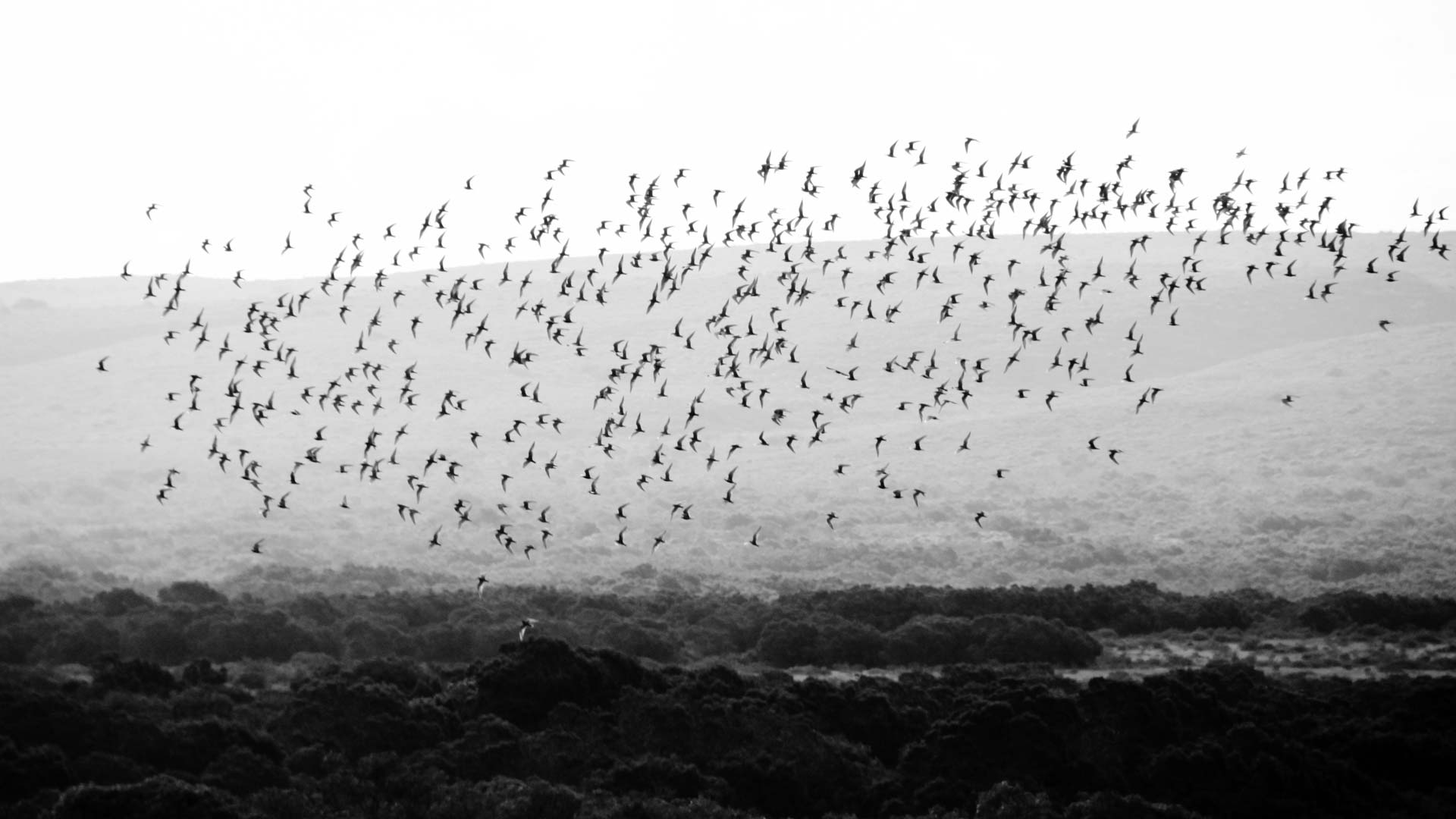 Vogelschwarm